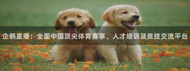 9255tv直播无插件nba：企鹅直播：全面中国顶尖体育赛事、人才培训及竞技交流平台